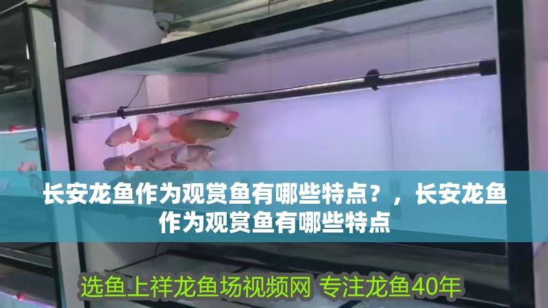 長安龍魚作為觀賞魚有哪些特點？，長安龍魚作為觀賞魚有哪些特點