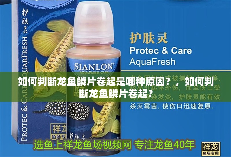 如何判斷龍魚鱗片卷起是哪種原因？，如何判斷龍魚鱗片卷起？