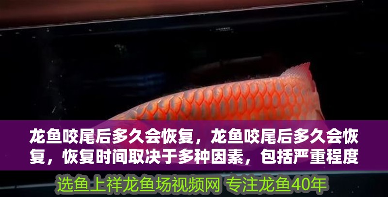 龍魚咬尾后多久會恢復，龍魚咬尾后多久會恢復，恢復時間取決于多種因素，包括嚴重程度