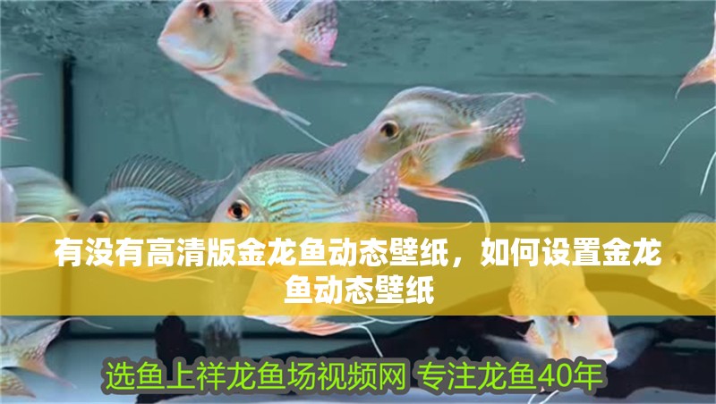 有沒有高清版金龍魚動態(tài)壁紙，如何設(shè)置金龍魚動態(tài)壁紙