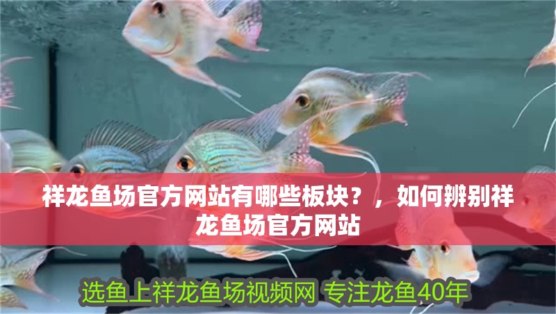 祥龍魚場(chǎng)官方網(wǎng)站有哪些板塊？，如何辨別祥龍魚場(chǎng)官方網(wǎng)站