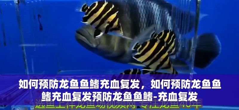 如何預防龍魚魚鰭充血復發(fā)，如何預防龍魚魚鰭充血復發(fā)預防龍魚魚鰭-充血復發(fā)