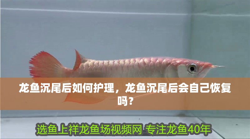 龍魚沉尾后如何護(hù)理，龍魚沉尾后會(huì)自己恢復(fù)嗎？