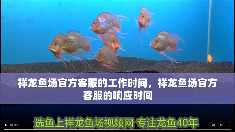 祥龍魚場(chǎng)官方客服的工作時(shí)間，祥龍魚場(chǎng)官方客服的響應(yīng)時(shí)間