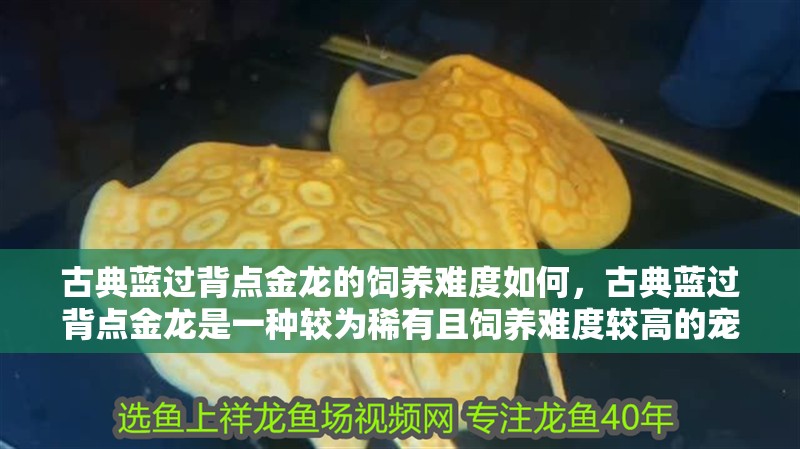 古典藍過背點金龍的飼養難度如何，古典藍過背點金龍是一種較為稀有且飼養難度較高的寵物魚