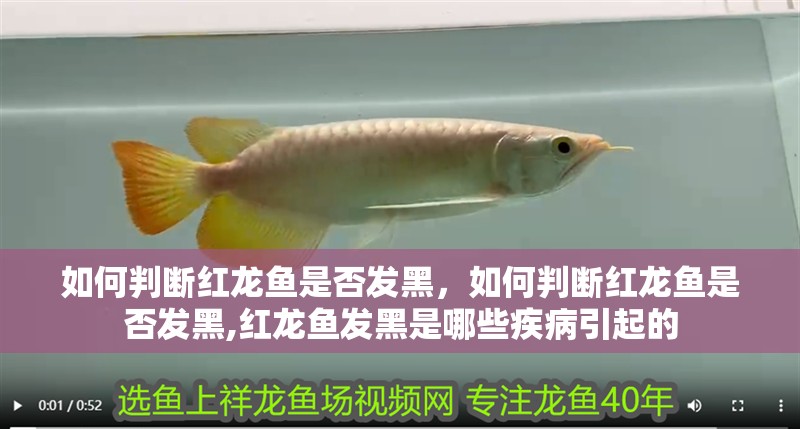 如何判斷紅龍魚是否發黑，如何判斷紅龍魚是否發黑,紅龍魚發黑是哪些疾病引起的