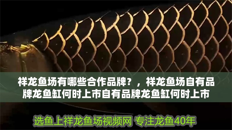 祥龍魚場有哪些合作品牌？，祥龍魚場自有品牌龍魚缸何時上市自有品牌龍魚缸何時上市