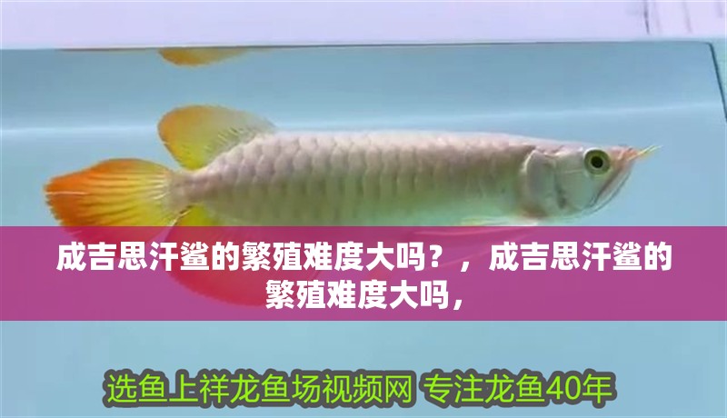 成吉思汗鯊的繁殖難度大嗎？，成吉思汗鯊的繁殖難度大嗎，