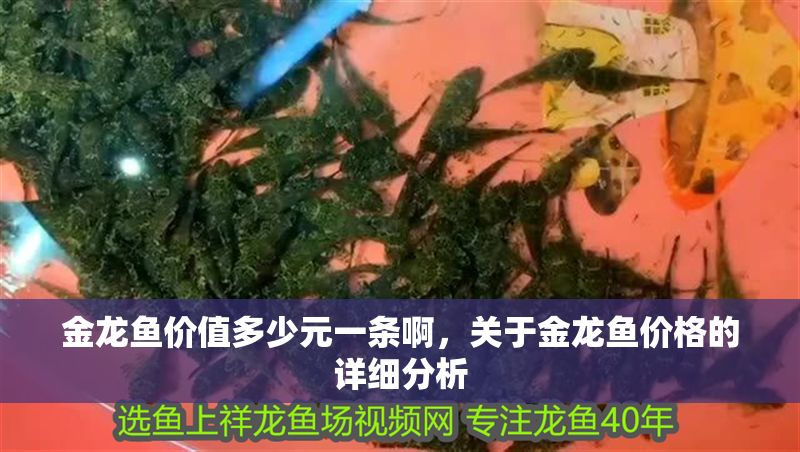 金龍魚價值多少元一條啊，關于金龍魚價格的詳細分析