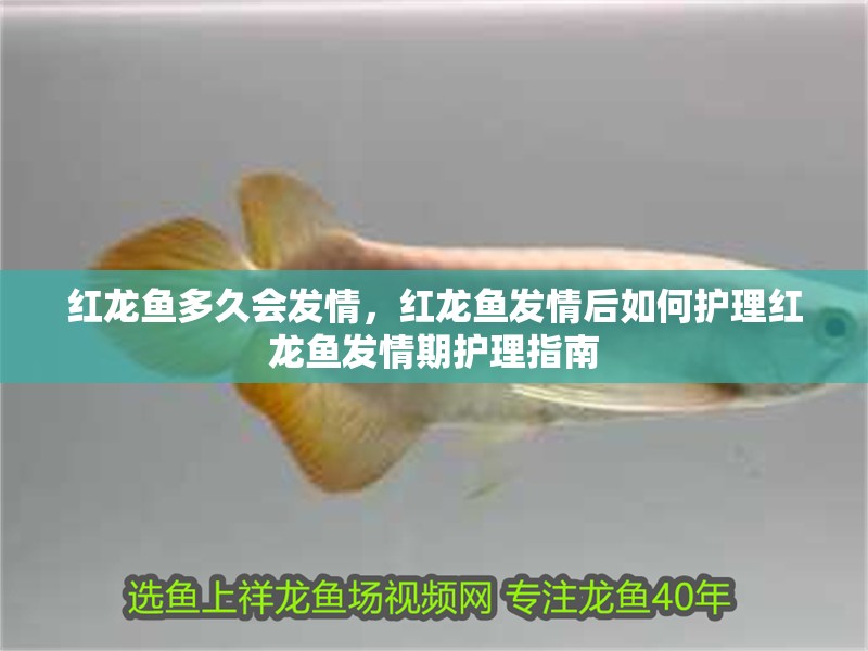 紅龍魚多久會發情，紅龍魚發情后如何護理紅龍魚發情期護理指南