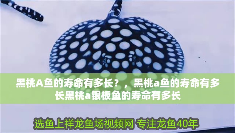 黑桃A魚(yú)的壽命有多長(zhǎng)？，黑桃a魚(yú)的壽命有多長(zhǎng)黑桃a銀板魚(yú)的壽命有多長(zhǎng)