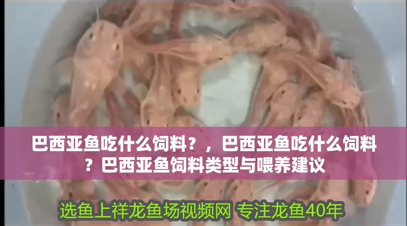 巴西亞魚吃什么飼料？，巴西亞魚吃什么飼料？巴西亞魚飼料類型與喂養(yǎng)建議
