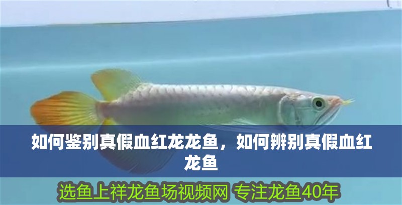 如何鑒別真假血紅龍龍魚(yú)，如何辨別真假血紅龍魚(yú)