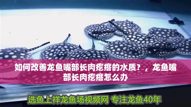 如何改善龍魚嘴部長肉疙瘩的水質？，龍魚嘴部長肉疙瘩怎么辦