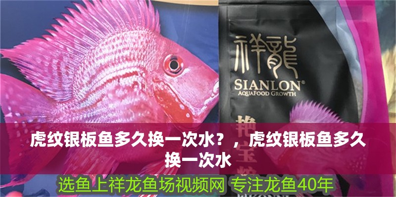 虎紋銀板魚多久換一次水？，虎紋銀板魚多久換一次水
