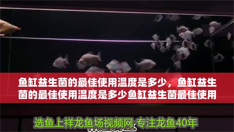 魚缸益生菌的最佳使用溫度是多少，魚缸益生菌的最佳使用溫度是多少魚缸益生菌最佳使用溫度是多少