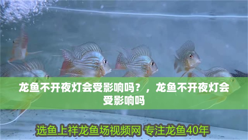 龍魚不開夜燈會受影響嗎？，龍魚不開夜燈會受影響嗎