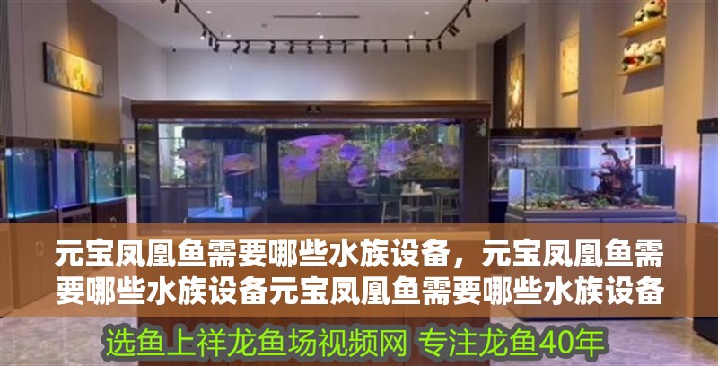 元寶鳳凰魚需要哪些水族設備，元寶鳳凰魚需要哪些水族設備元寶鳳凰魚需要哪些水族設備