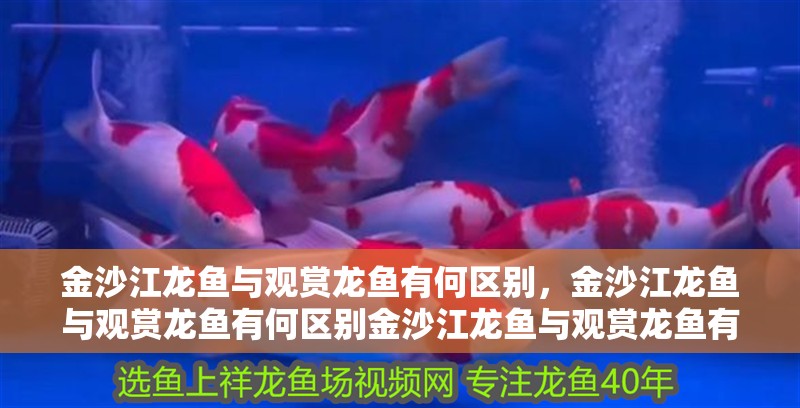 金沙江龍魚與觀賞龍魚有何區別，金沙江龍魚與觀賞龍魚有何區別金沙江龍魚與觀賞龍魚有何區別