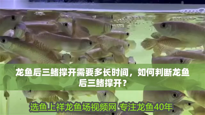 龍魚后三鰭撐開需要多長時間，如何判斷龍魚后三鰭撐開？