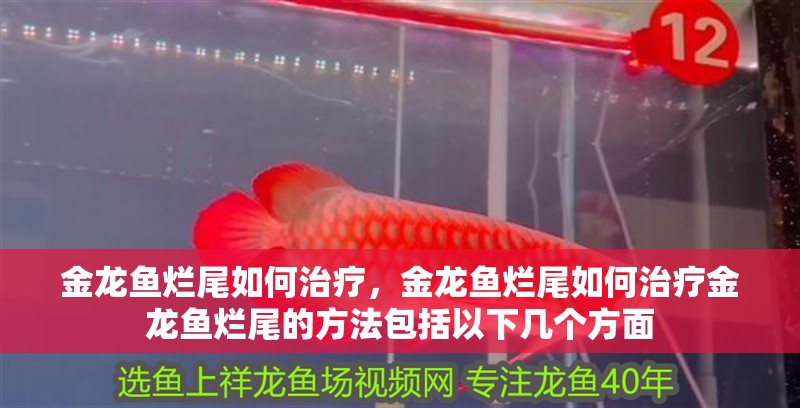 金龍魚爛尾如何治療，金龍魚爛尾如何治療金龍魚爛尾的方法包括以下幾個(gè)方面