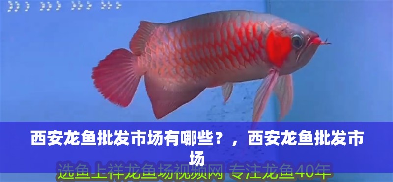 西安龍魚批發(fā)市場有哪些？，西安龍魚批發(fā)市場