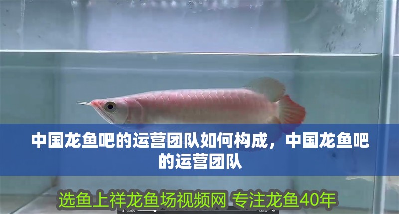 中國龍魚吧的運營團隊如何構成，中國龍魚吧的運營團隊