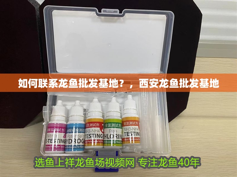 如何聯系龍魚批發基地？，西安龍魚批發基地