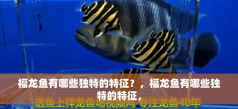 福龍魚有哪些獨特的特征？，福龍魚有哪些獨特的特征，