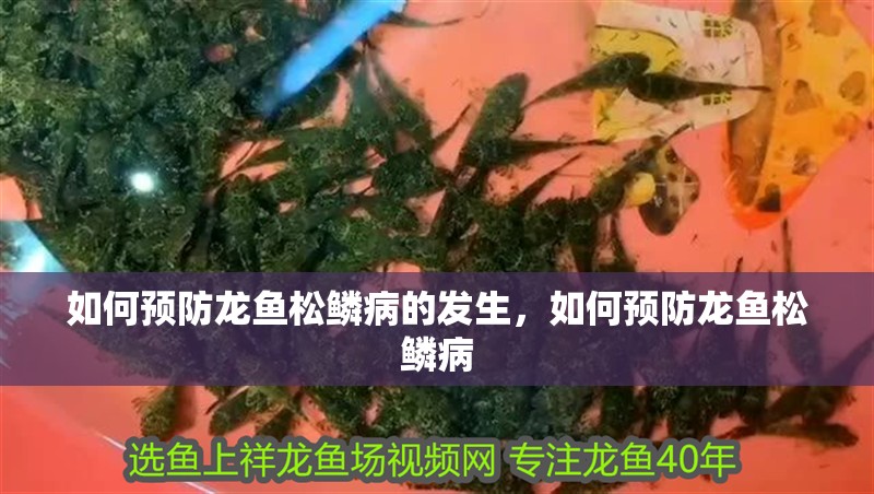 如何預(yù)防龍魚松鱗病的發(fā)生，如何預(yù)防龍魚松鱗病