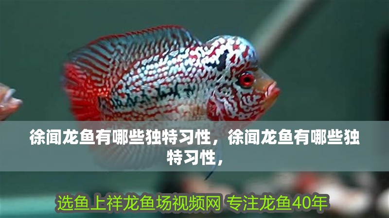 徐聞龍魚有哪些獨特習性，徐聞龍魚有哪些獨特習性，