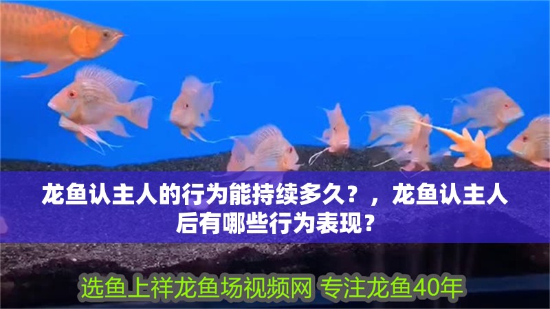 龍魚認主人的行為能持續多久？，龍魚認主人后有哪些行為表現？