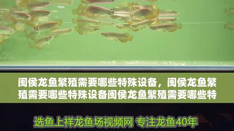 閩侯龍魚繁殖需要哪些特殊設(shè)備，閩侯龍魚繁殖需要哪些特殊設(shè)備閩侯龍魚繁殖需要哪些特殊設(shè)備