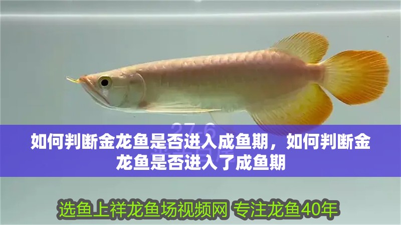 如何判斷金龍魚是否進入成魚期，如何判斷金龍魚是否進入了成魚期