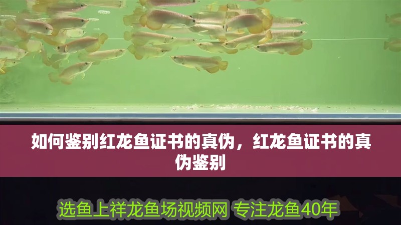 如何鑒別紅龍魚證書的真偽，紅龍魚證書的真偽鑒別
