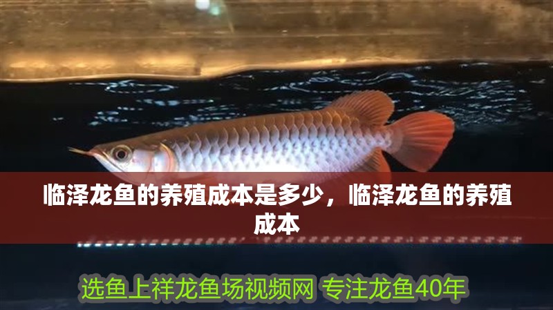 臨澤龍魚的養殖成本是多少，臨澤龍魚的養殖成本