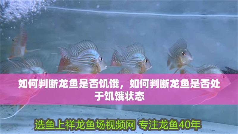 如何判斷龍魚是否饑餓，如何判斷龍魚是否處于饑餓狀態