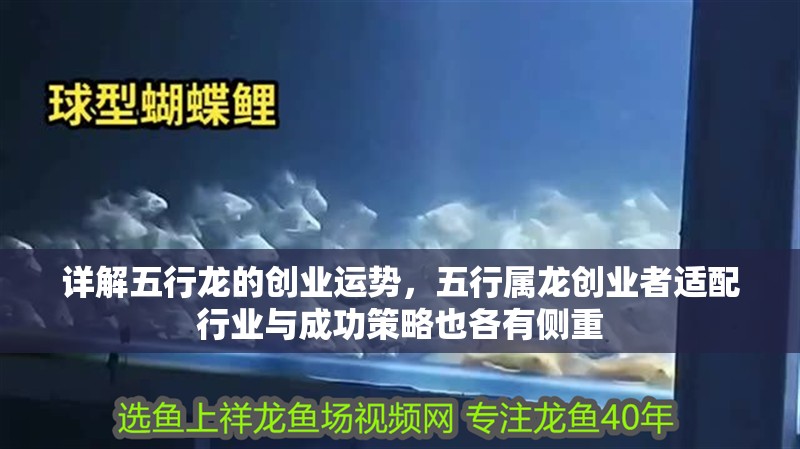 詳解五行龍的創業運勢，五行屬龍創業者適配行業與成功策略也各有側重