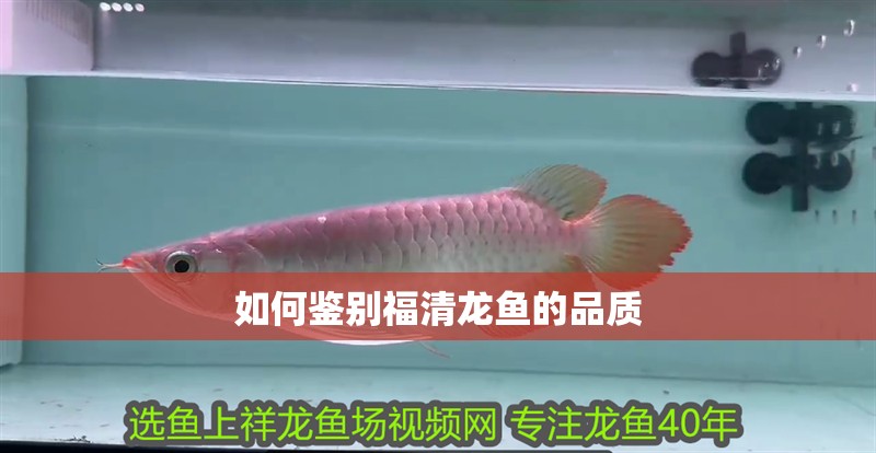 如何鑒別福清龍魚的品質