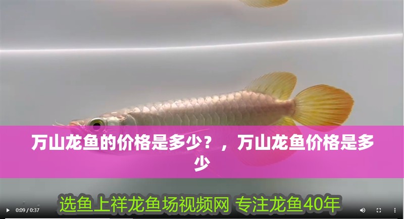 萬(wàn)山龍魚(yú)的價(jià)格是多少？，萬(wàn)山龍魚(yú)價(jià)格是多少