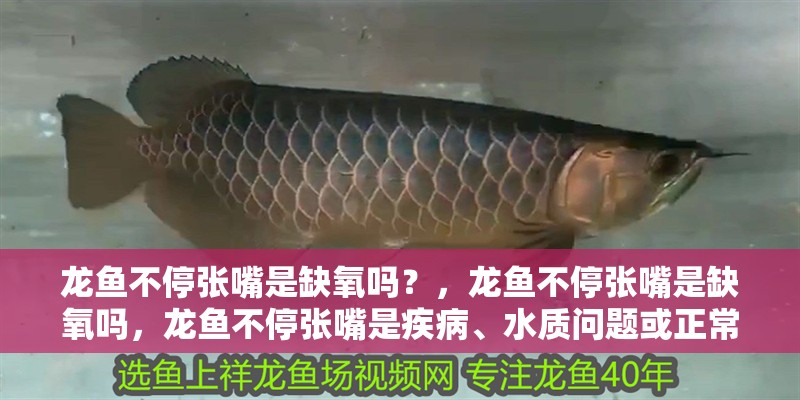 龍魚(yú)不停張嘴是缺氧嗎？，龍魚(yú)不停張嘴是缺氧嗎，龍魚(yú)不停張嘴是疾病、水質(zhì)問(wèn)題或正常生理