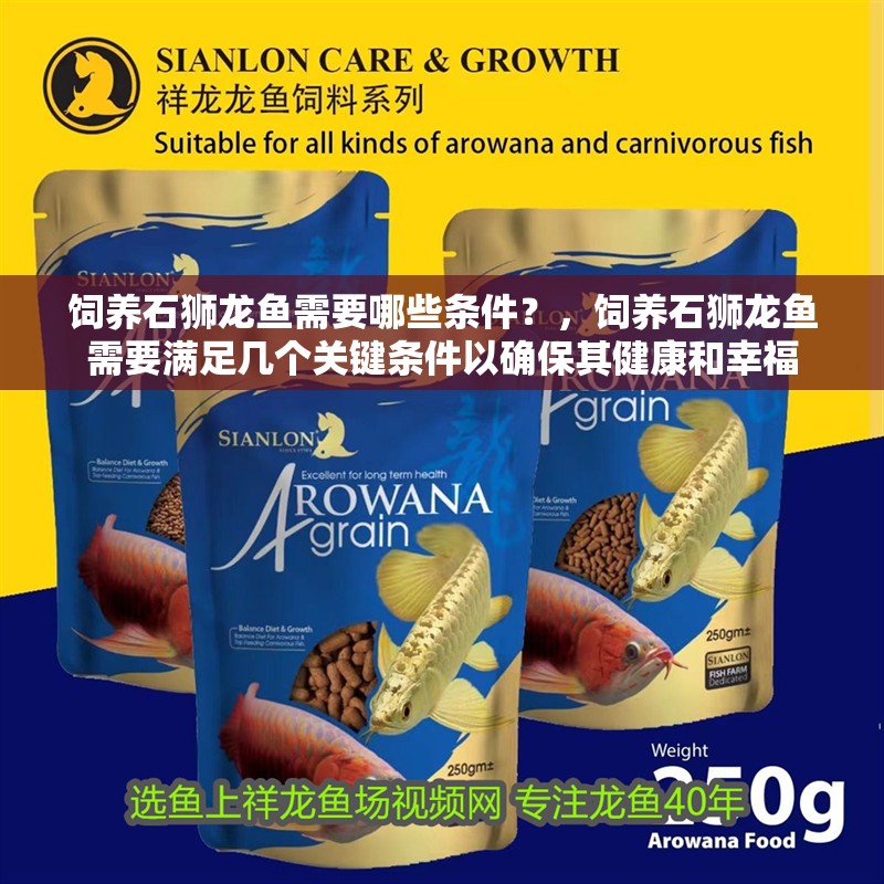 飼養石獅龍魚需要哪些條件？，飼養石獅龍魚需要滿足幾個關鍵條件以確保其健康和幸福