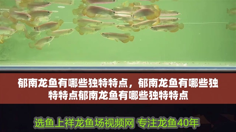 郁南龍魚有哪些獨特特點，郁南龍魚有哪些獨特特點郁南龍魚有哪些獨特特點