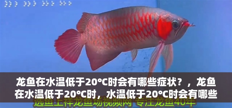 龍魚在水溫低于20℃時會有哪些癥狀？，龍魚在水溫低于20℃時，水溫低于20℃時會有哪些癥狀