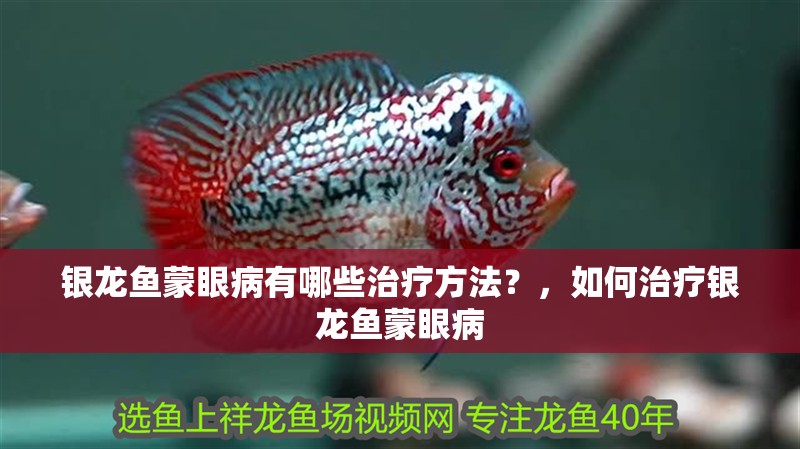銀龍魚蒙眼病有哪些治療方法？，如何治療銀龍魚蒙眼病