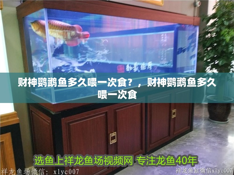 財(cái)神鸚鵡魚多久喂一次食？，財(cái)神鸚鵡魚多久喂一次食