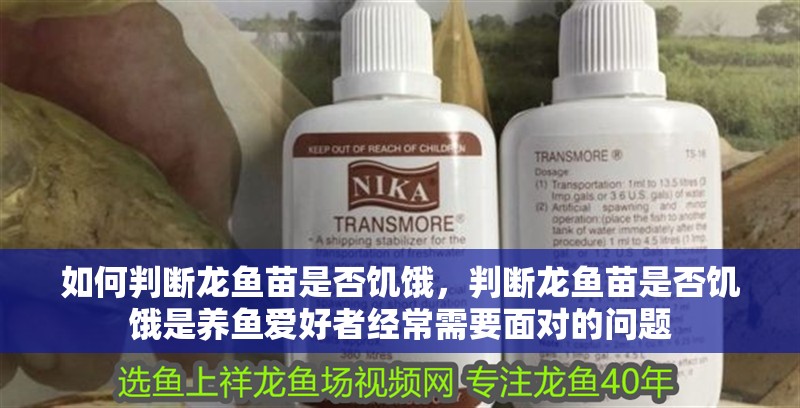 如何判斷龍魚苗是否饑餓，判斷龍魚苗是否饑餓是養魚愛好者經常需要面對的問題