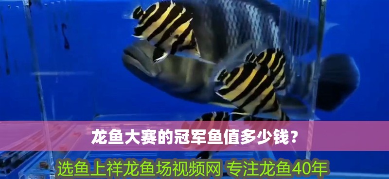 龍魚(yú)大賽的冠軍魚(yú)值多少錢？
