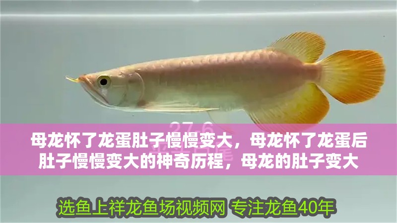 母龍懷了龍蛋肚子慢慢變大，母龍懷了龍蛋后肚子慢慢變大的神奇歷程，母龍的肚子變大