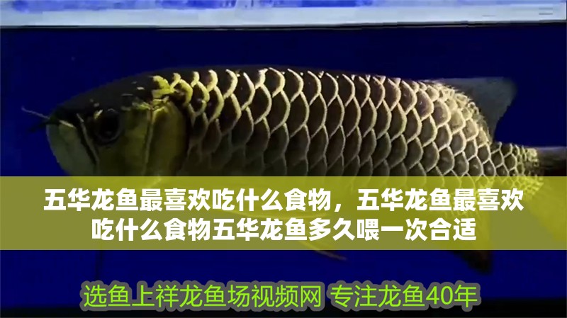 五華龍魚最喜歡吃什么食物，五華龍魚最喜歡吃什么食物五華龍魚多久喂一次合適